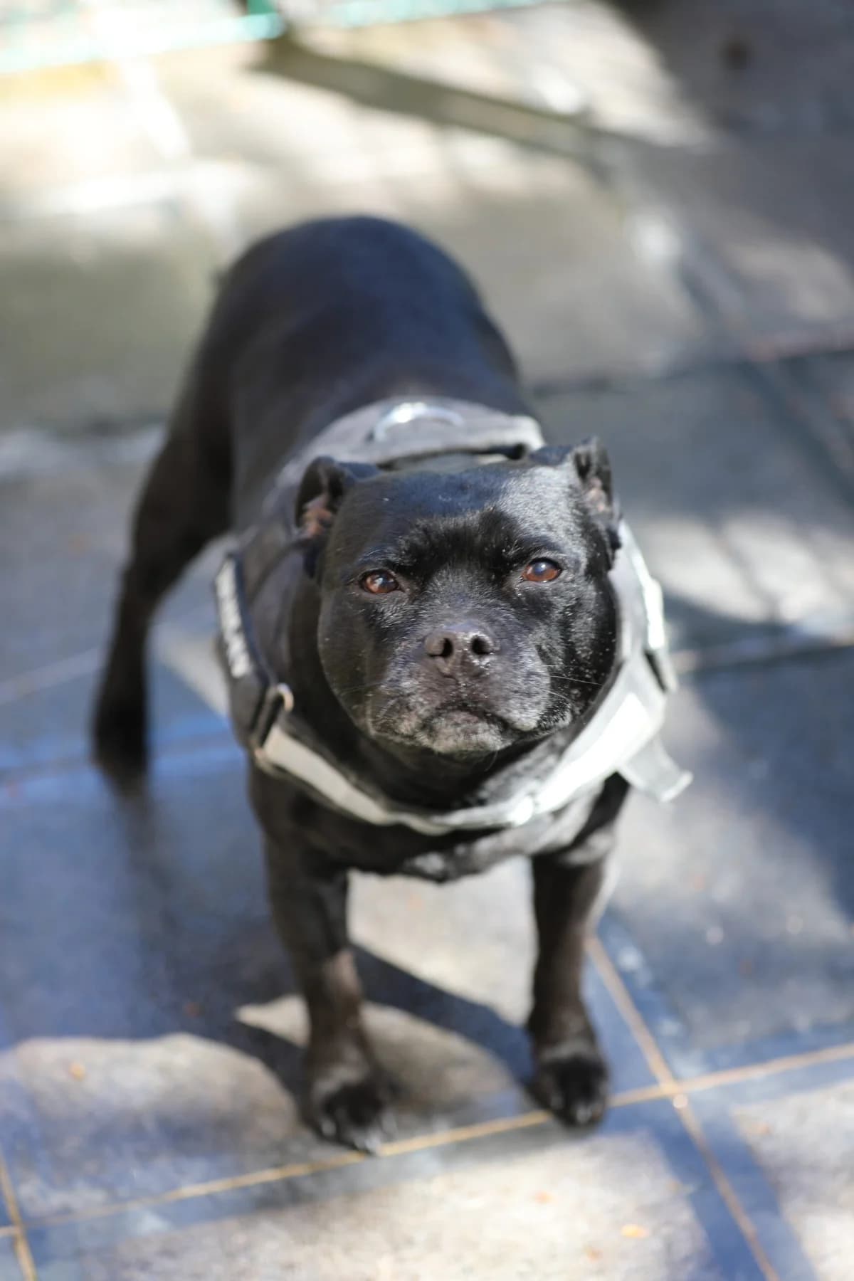 Lydie,  Staffordshire Bull Terrier for adoption at La Feuille de l, Remouchamps (Liège)