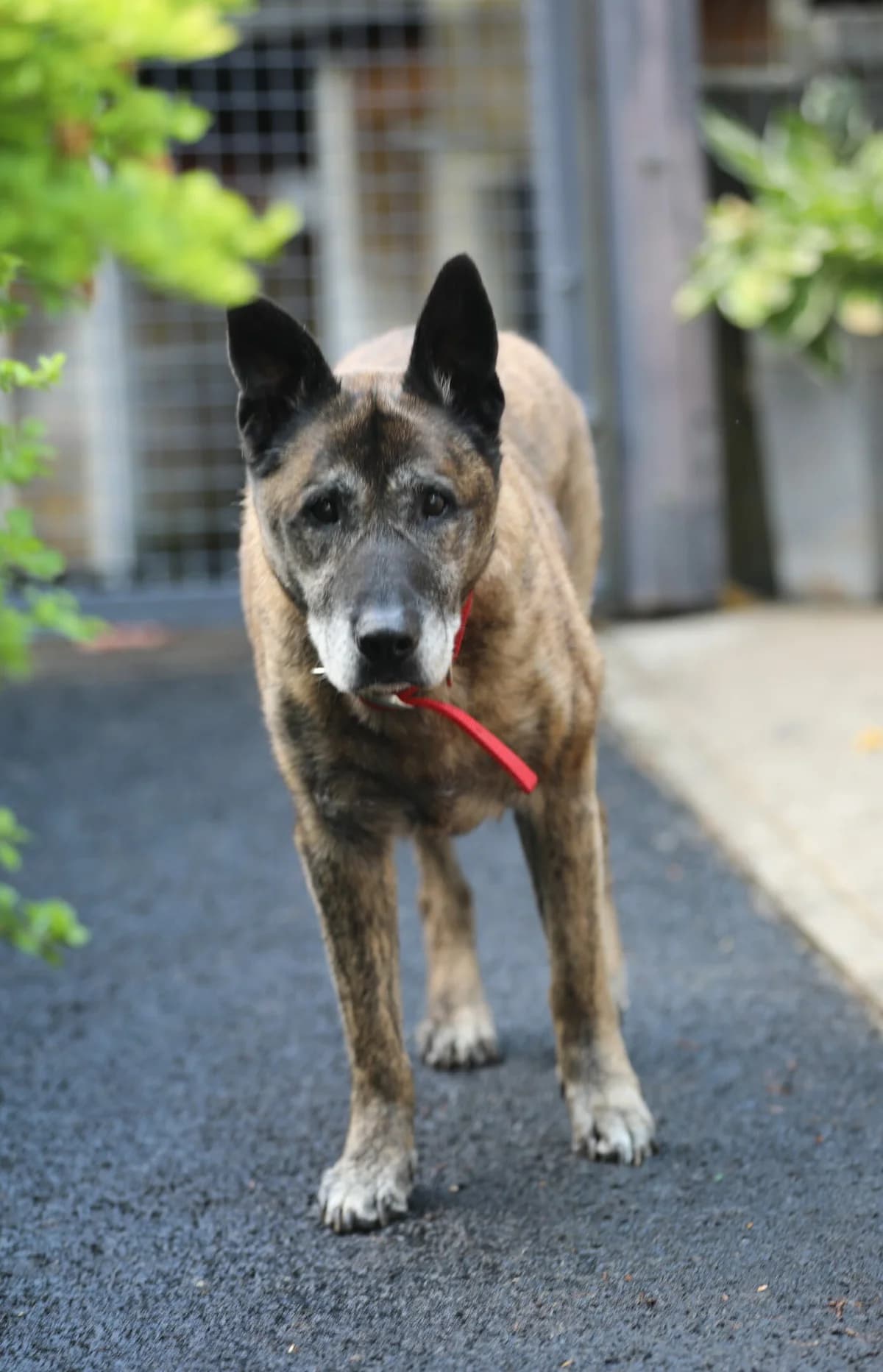 Paco,  Belgian Malinois for adoption at La Feuille de l, Remouchamps (Liège)