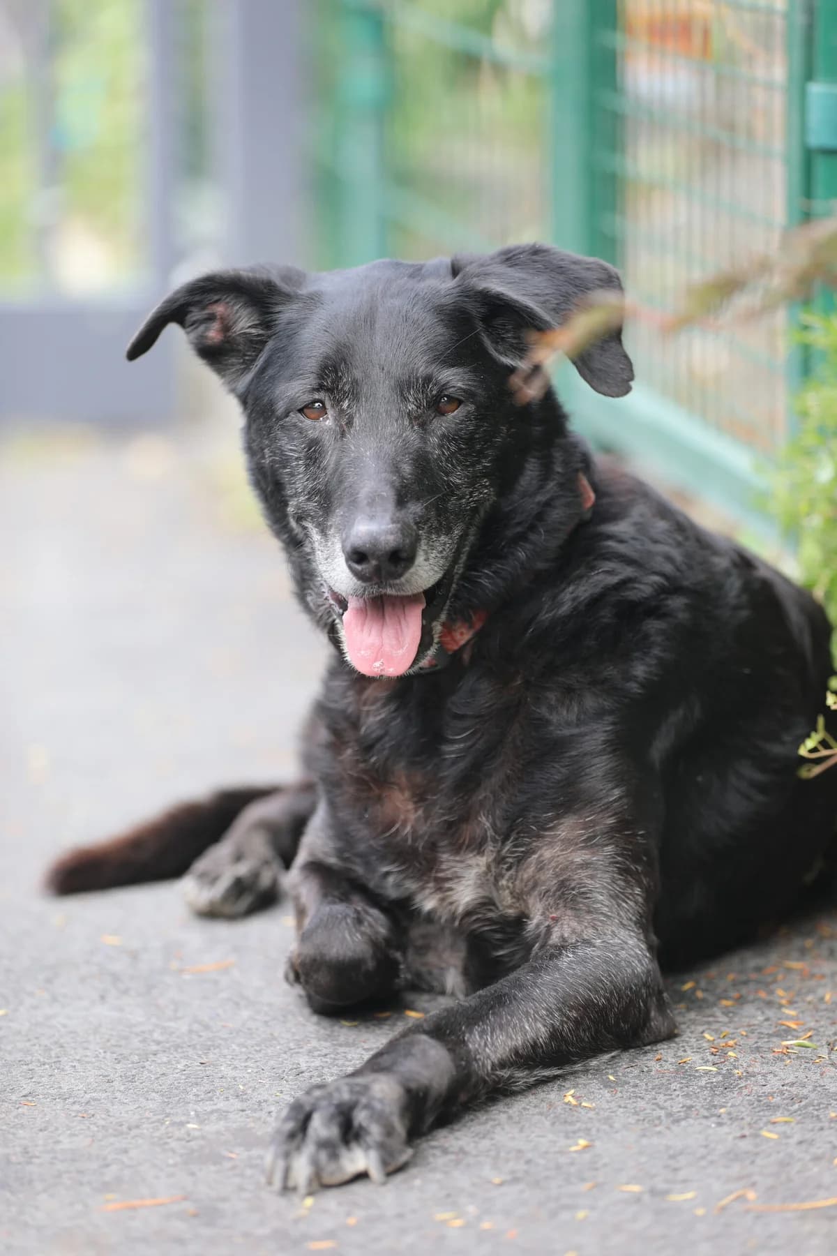 Jack, Mixed Breed (La Feuille de l)