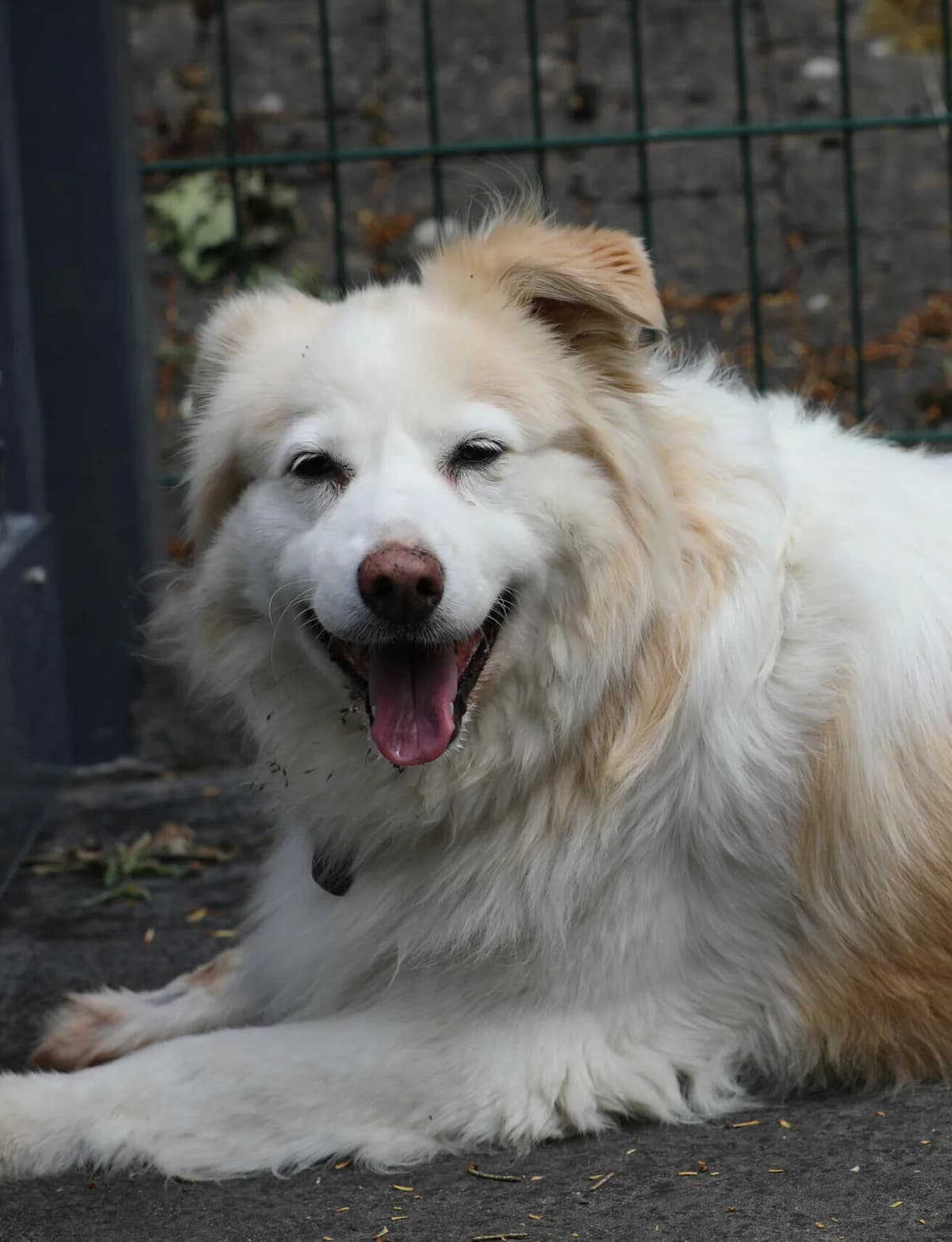 Salli, Border Collie for adoption at La Feuille de l, Remouchamps (Liège)