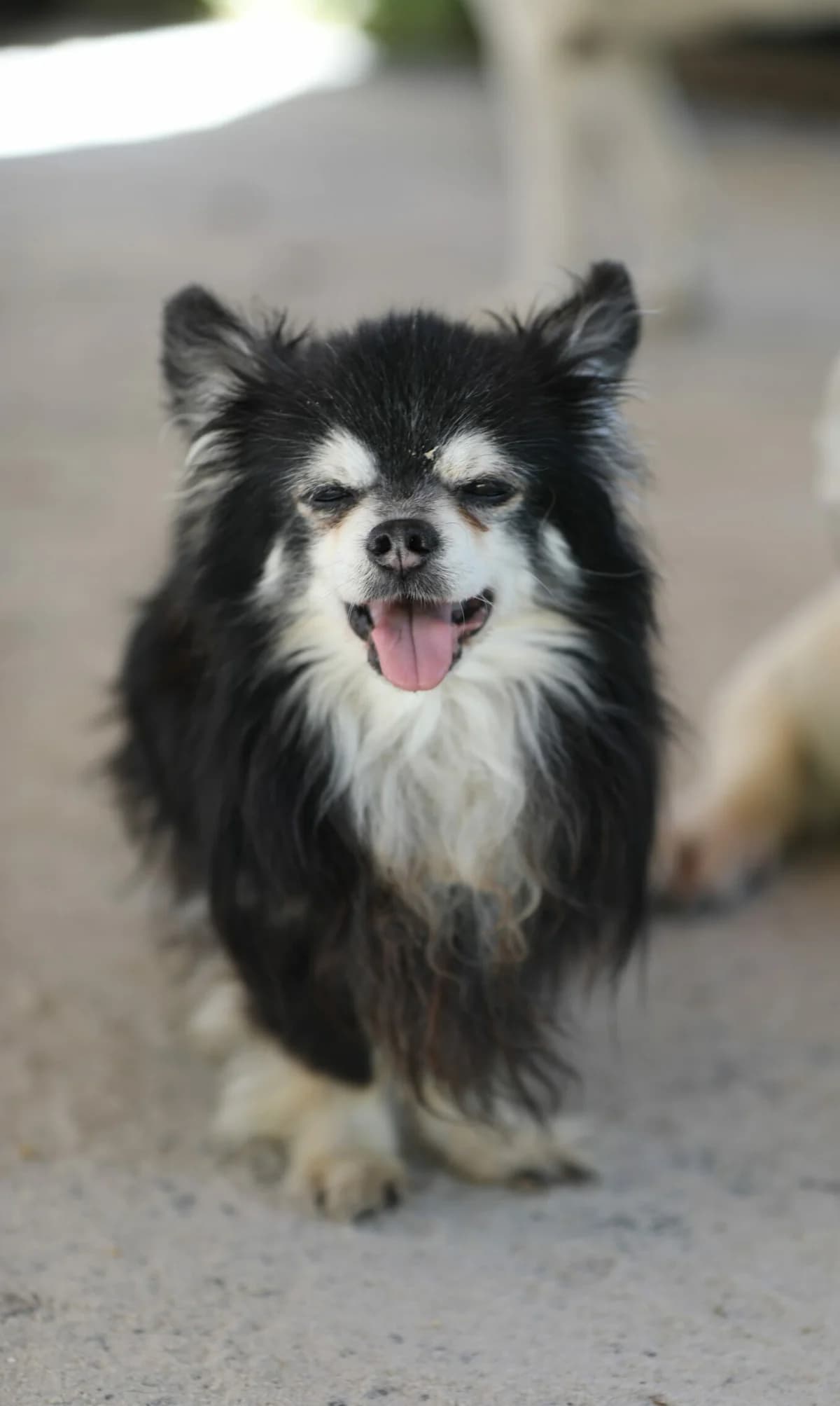 Pepette (Patrick),  Chihuahua for adoption at La Feuille de l, Remouchamps (Liège)