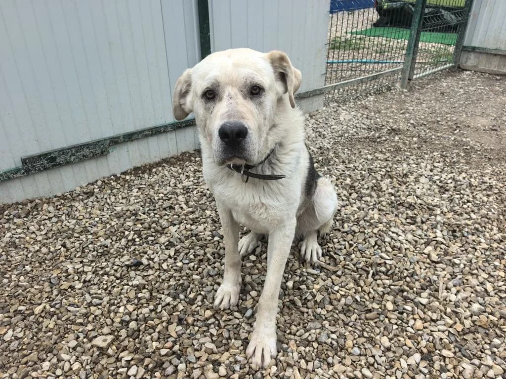 TIM, male young mixed breed for adoption at Furever Home