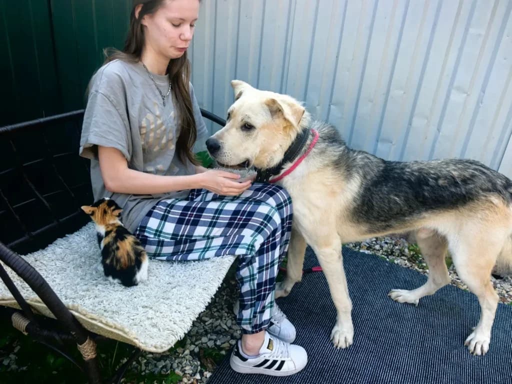 Semi, male 4yo mixed breed for adoption at Furever Home