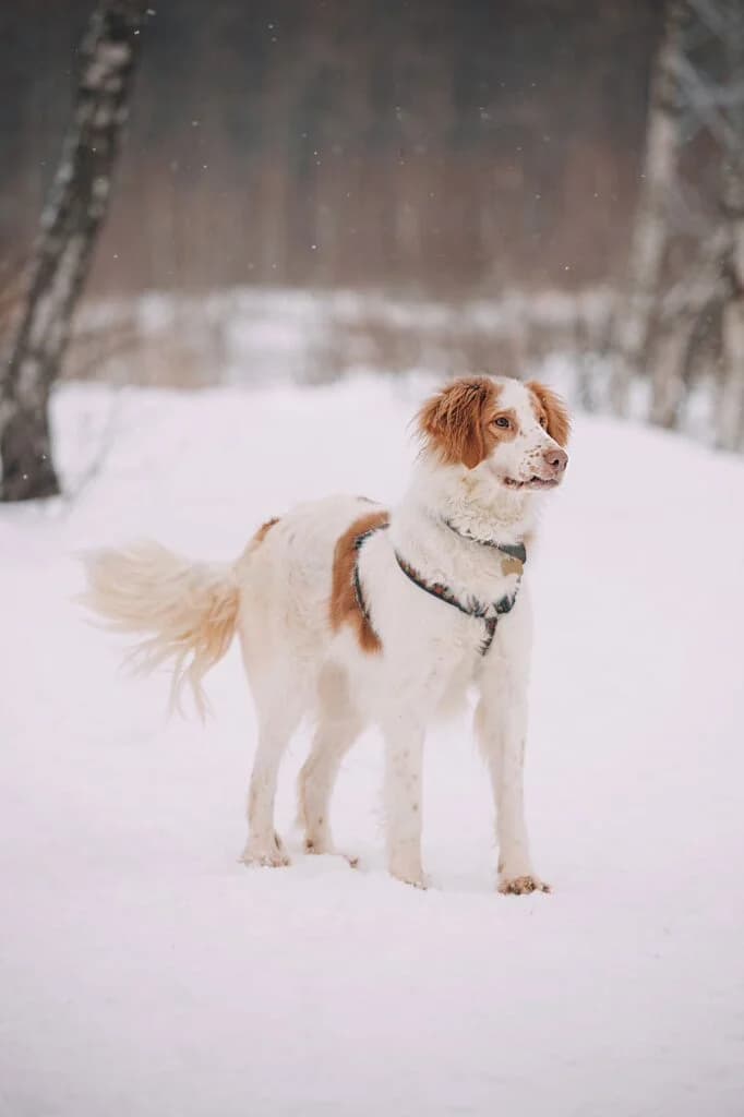 Hanna, female 3yo mixed breed for adoption at Furever Home