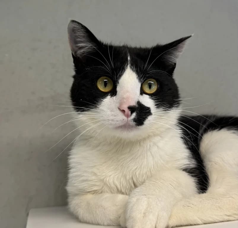 Alex,  puppy European Shorthair for adoption at Dierenasiel Ganzeweide, Veurne