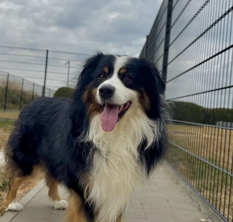 Arko, 3yo mixed breed for adoption at Dierenasiel Ganzeweide, Veurne