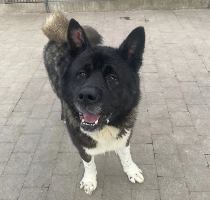 Athos,  4yo Akita for adoption at Dierenasiel Ganzeweide, Veurne