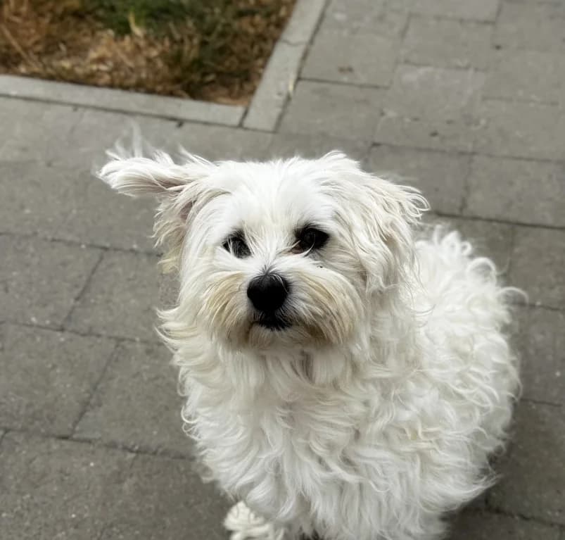 Billy,  5yo mixed breed for adoption at Dierenasiel Ganzeweide, Veurne