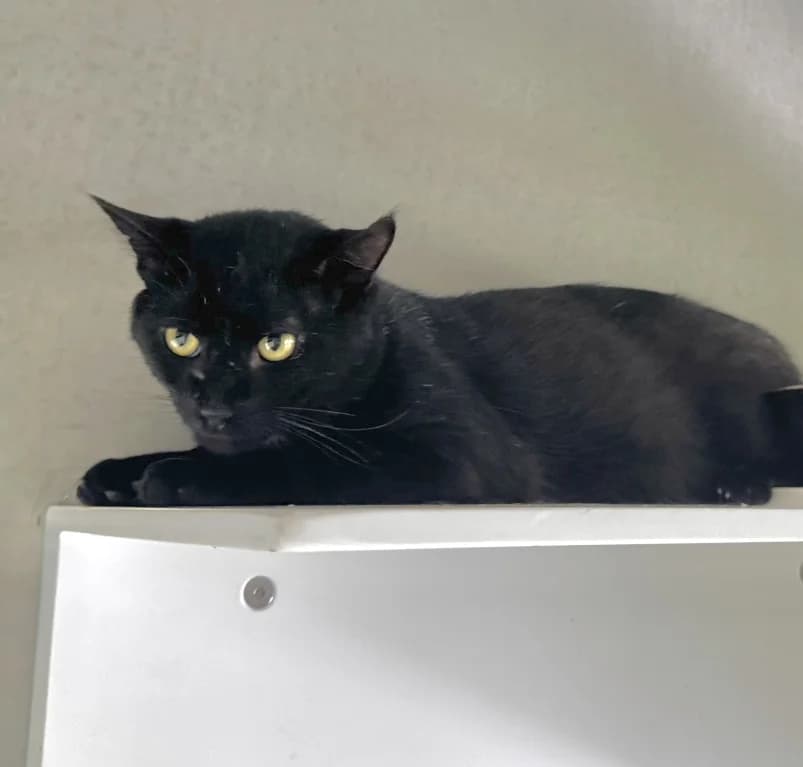 Blacky,  5yo European Shorthair for adoption at Dierenasiel Ganzeweide, Veurne