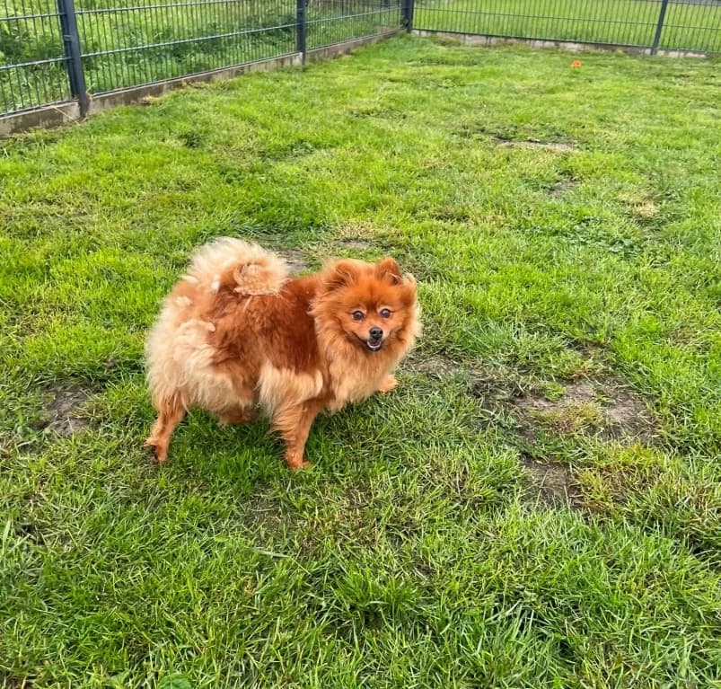 Chanelle,  6yo Keeshond for adoption at Dierenasiel Ganzeweide, Veurne