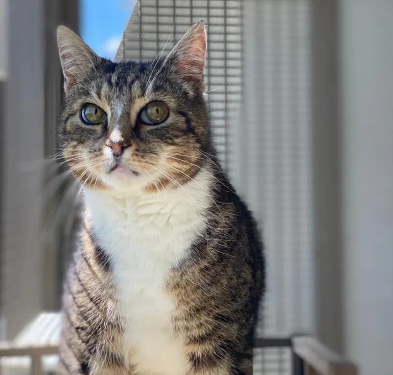 Chimay,  European Shorthair for adoption at Dierenasiel Ganzeweide, Veurne