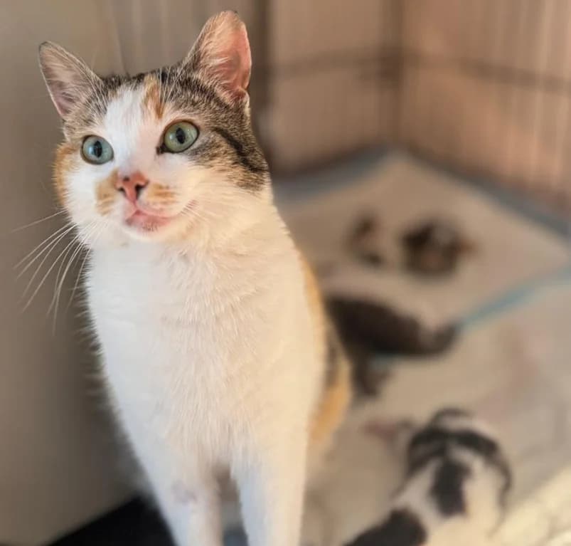 Cleo,  young European Shorthair for adoption at Dierenasiel Ganzeweide, Veurne