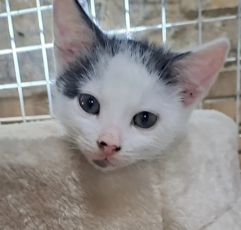 Dixie,  puppy European Shorthair for adoption at Dierenasiel Ganzeweide, Veurne