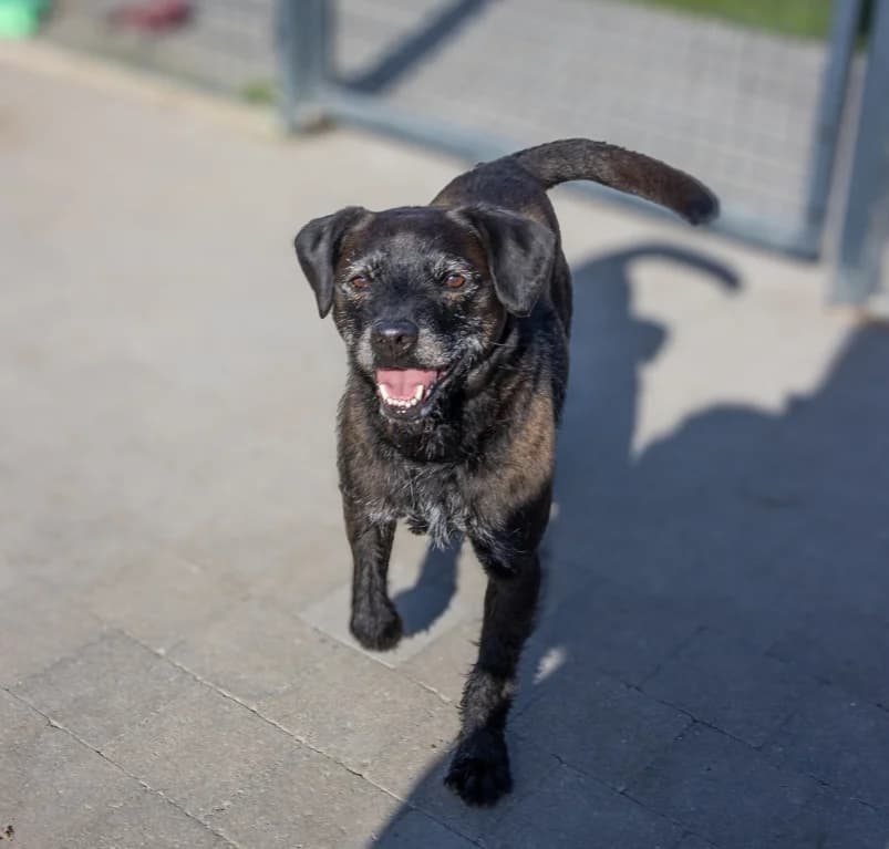 Dobbie, 7yo mixed breed for adoption at Dierenasiel Ganzeweide, Veurne
