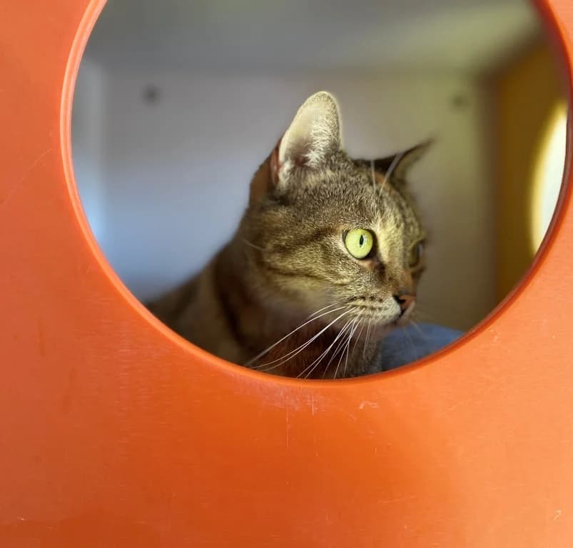 Dobby,  senior European Shorthair for adoption at Dierenasiel Ganzeweide, Veurne