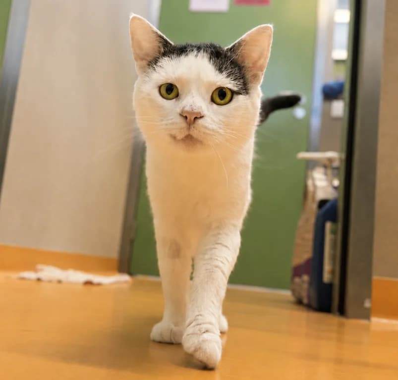 Droopy,  young European Shorthair for adoption at Dierenasiel Ganzeweide, Veurne