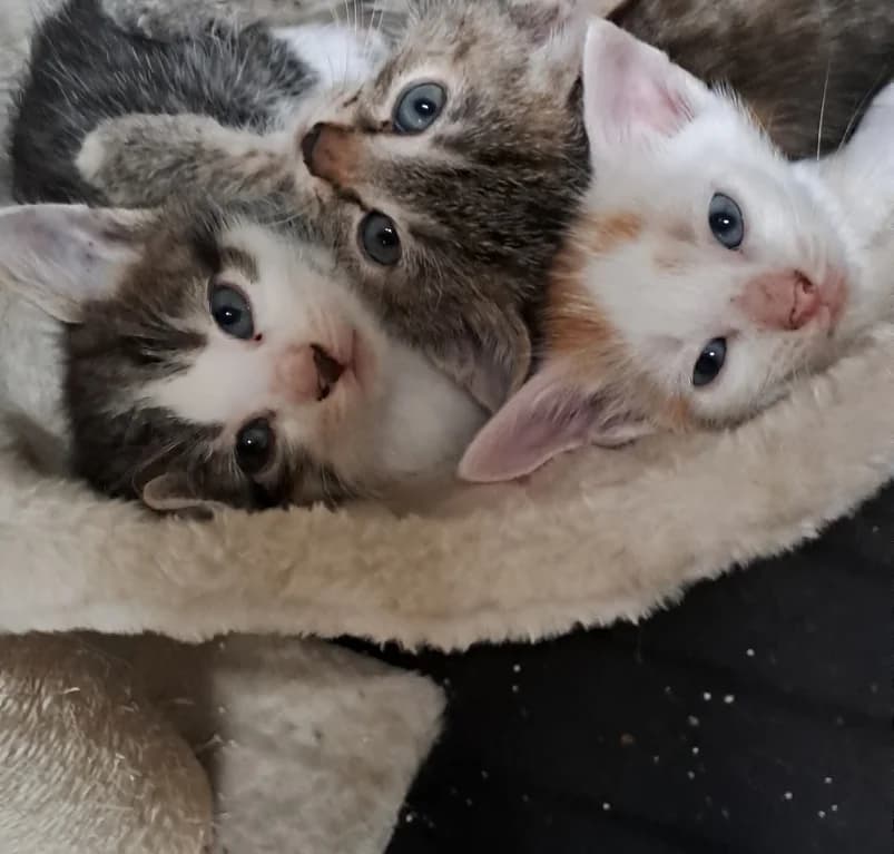Duvel, wit  puppy European Shorthair for adoption at Dierenasiel Ganzeweide, Veurne