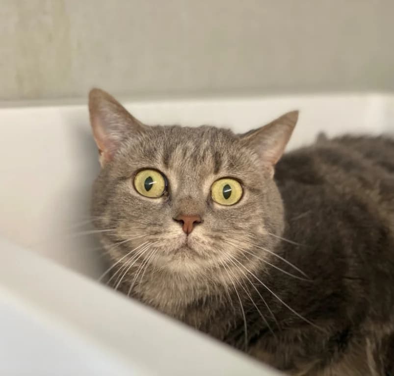 Elsa, grijs  4yo European Shorthair for adoption at Dierenasiel Ganzeweide, Veurne