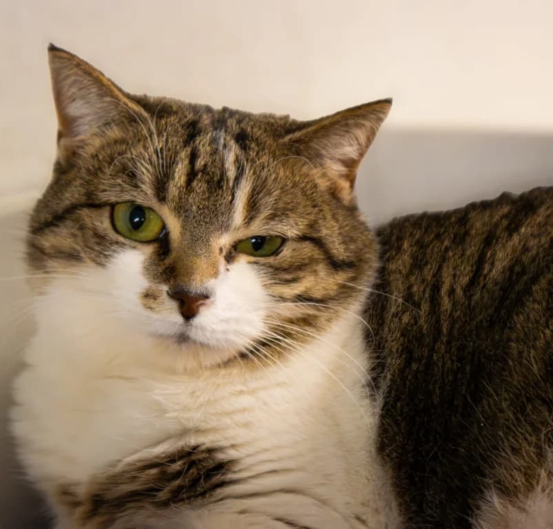 Felice, young European Shorthair for adoption at Dierenasiel Ganzeweide, Veurne