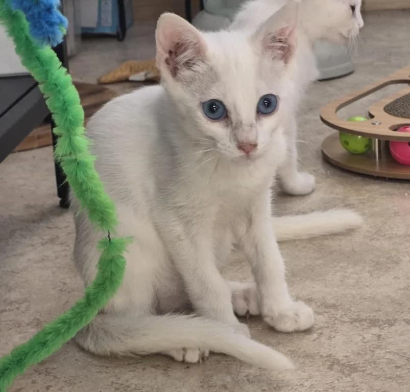 Hagar,  puppy European Shorthair for adoption at Dierenasiel Ganzeweide, Veurne