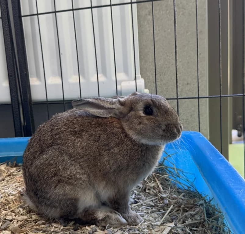 Harry,  Mixed Breed for adoption at Dierenasiel Ganzeweide, Veurne