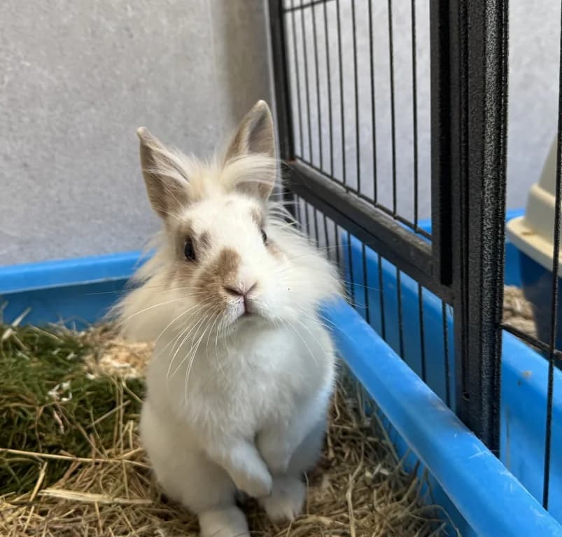 Houdini,  Mixed Breed for adoption at Dierenasiel Ganzeweide, Veurne