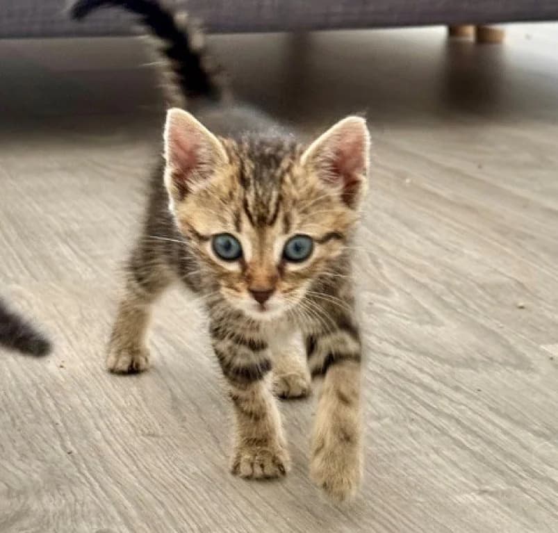 Iggy,  European Shorthair for adoption at Dierenasiel Ganzeweide, Veurne