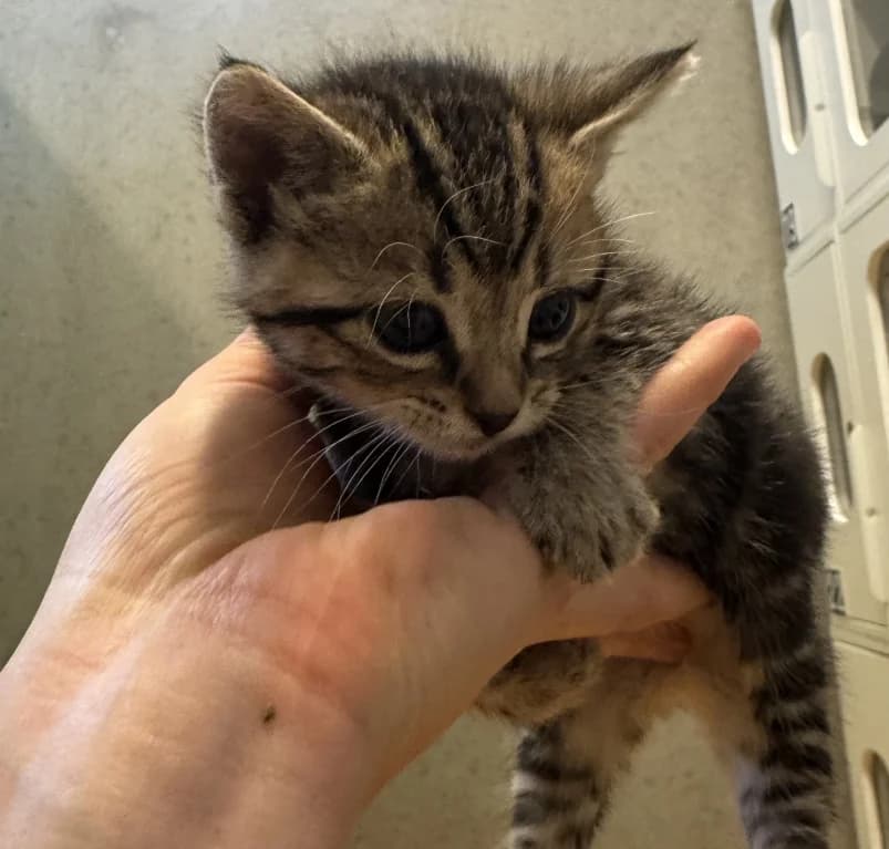 Indy,  European Shorthair for adoption at Dierenasiel Ganzeweide, Veurne
