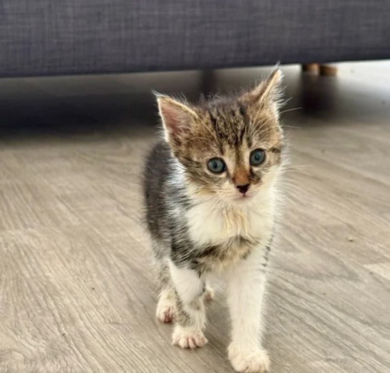 Ivy, European Shorthair for adoption at Dierenasiel Ganzeweide, Veurne