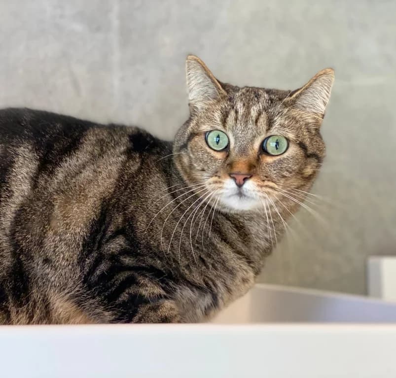 Izzy, 5yo European Shorthair for adoption at Dierenasiel Ganzeweide, Veurne