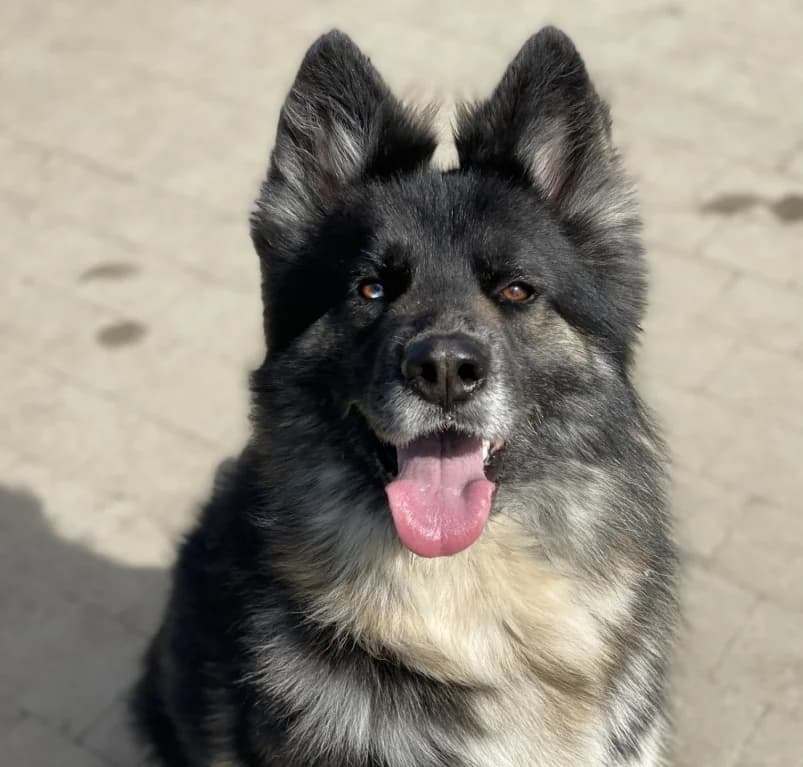 Jace,  4yo Husky for adoption at Dierenasiel Ganzeweide, Veurne