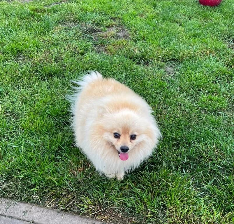 Jack,  4yo Keeshond for adoption at Dierenasiel Ganzeweide, Veurne