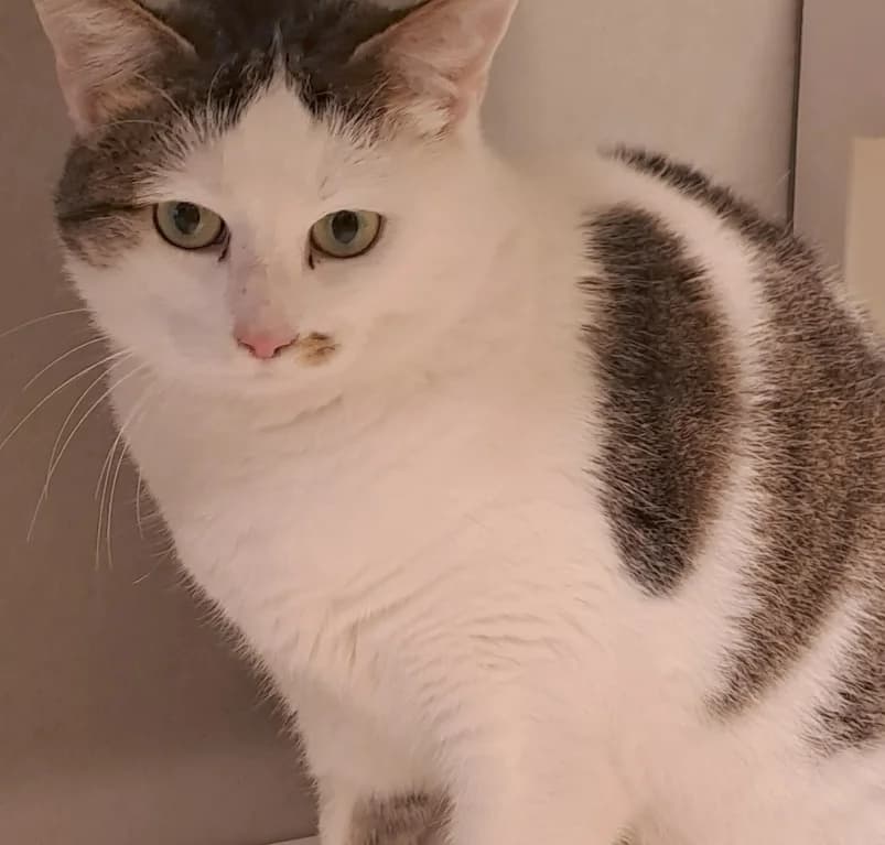 Joy, 3yo European Shorthair for adoption at Dierenasiel Ganzeweide, Veurne