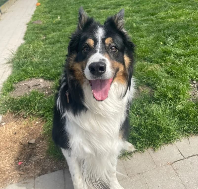 Lars,  senior Border Collie for adoption at Dierenasiel Ganzeweide, Veurne