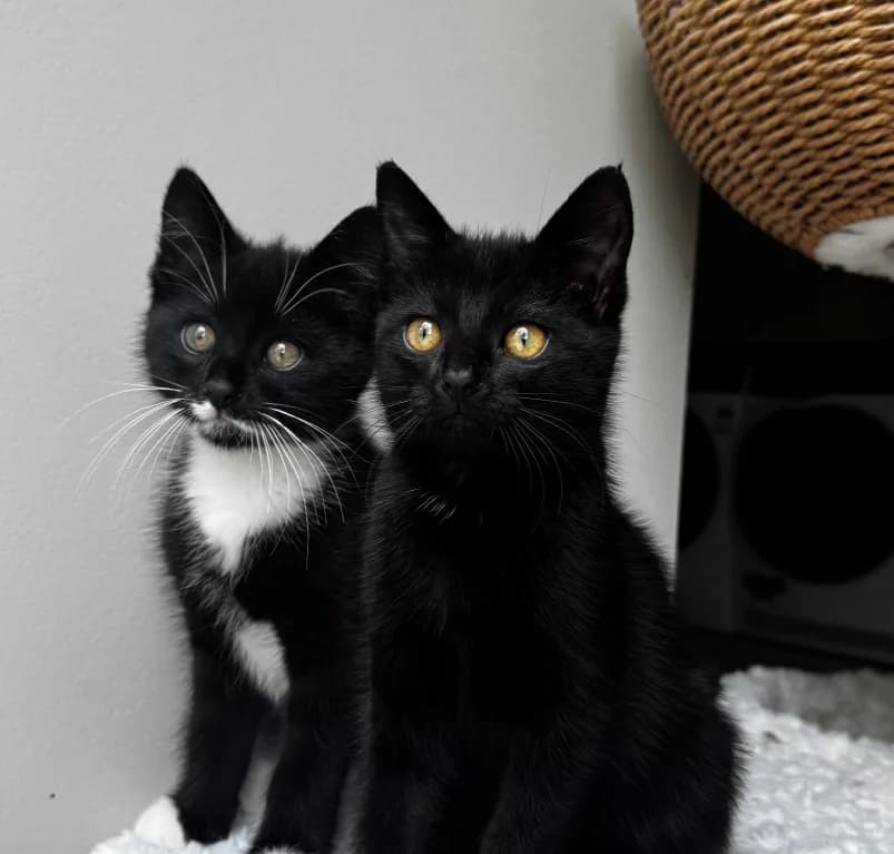 Lilly, zwart  puppy European Shorthair for adoption at Dierenasiel Ganzeweide, Veurne