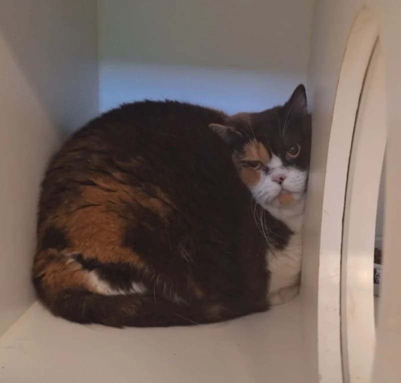 Mariette,  5yo mixed breed for adoption at Dierenasiel Ganzeweide, Veurne