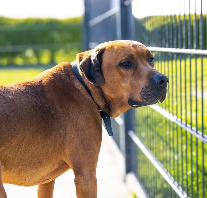 Marley, 7yo mixed breed for adoption at Dierenasiel Ganzeweide, Veurne