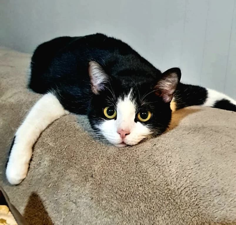 Maya,  young European Shorthair for adoption at Dierenasiel Ganzeweide, Veurne