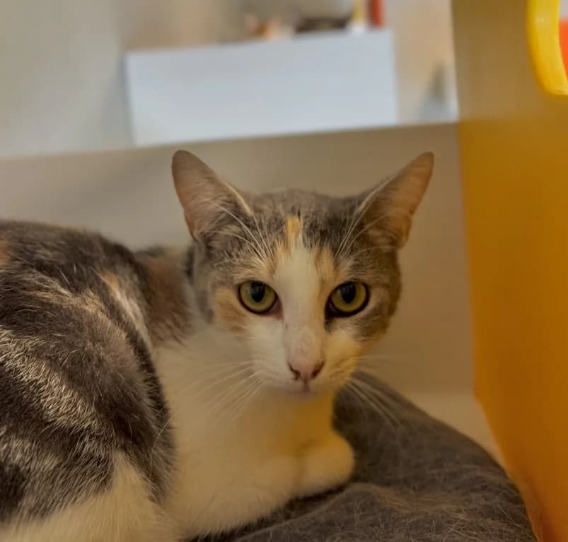 Maya,  young European Shorthair for adoption at Dierenasiel Ganzeweide, Veurne