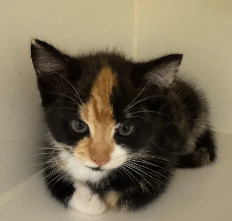 Mellie,  puppy European Shorthair for adoption at Dierenasiel Ganzeweide, Veurne