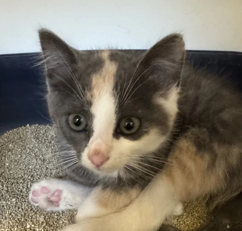 Mimi,  puppy European Shorthair for adoption at Dierenasiel Ganzeweide, Veurne