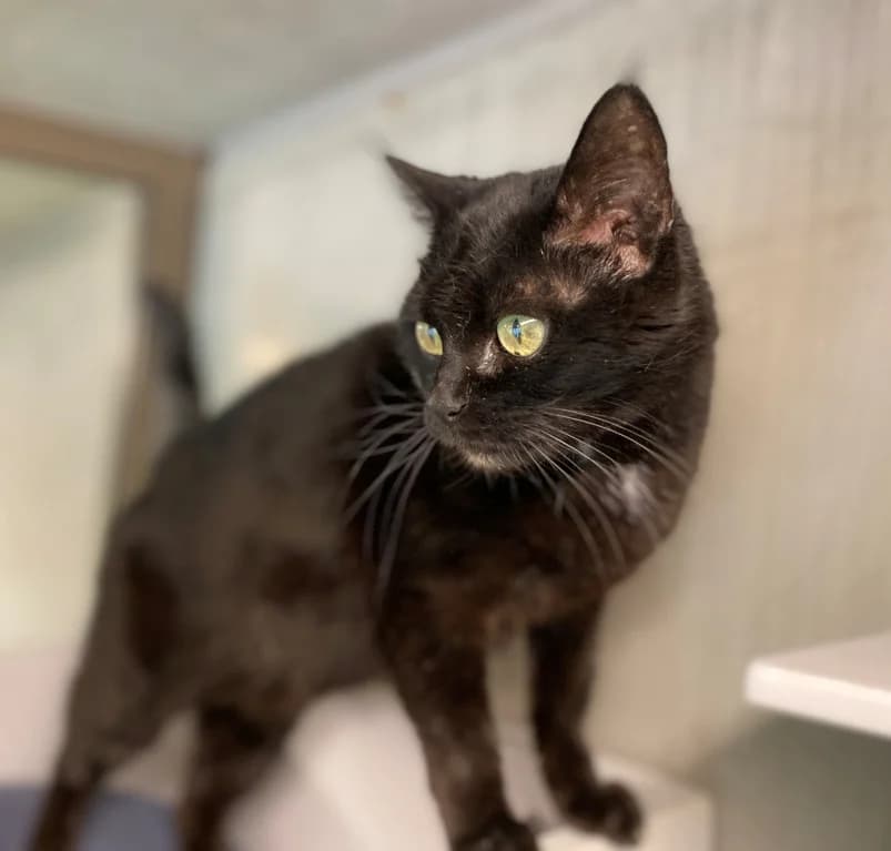 Minou,  senior European Shorthair for adoption at Dierenasiel Ganzeweide, Veurne