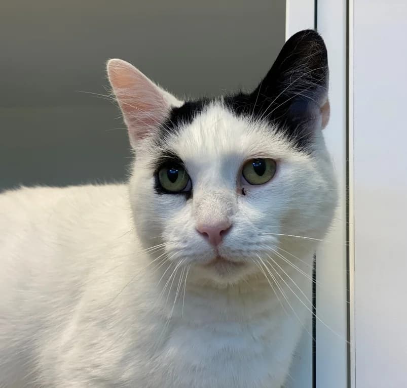 Moefasa,  7yo European Shorthair for adoption at Dierenasiel Ganzeweide, Veurne