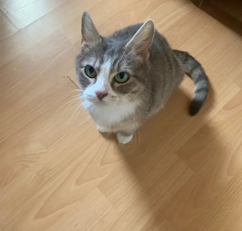Molleke,  4yo European Shorthair for adoption at Dierenasiel Ganzeweide, Veurne