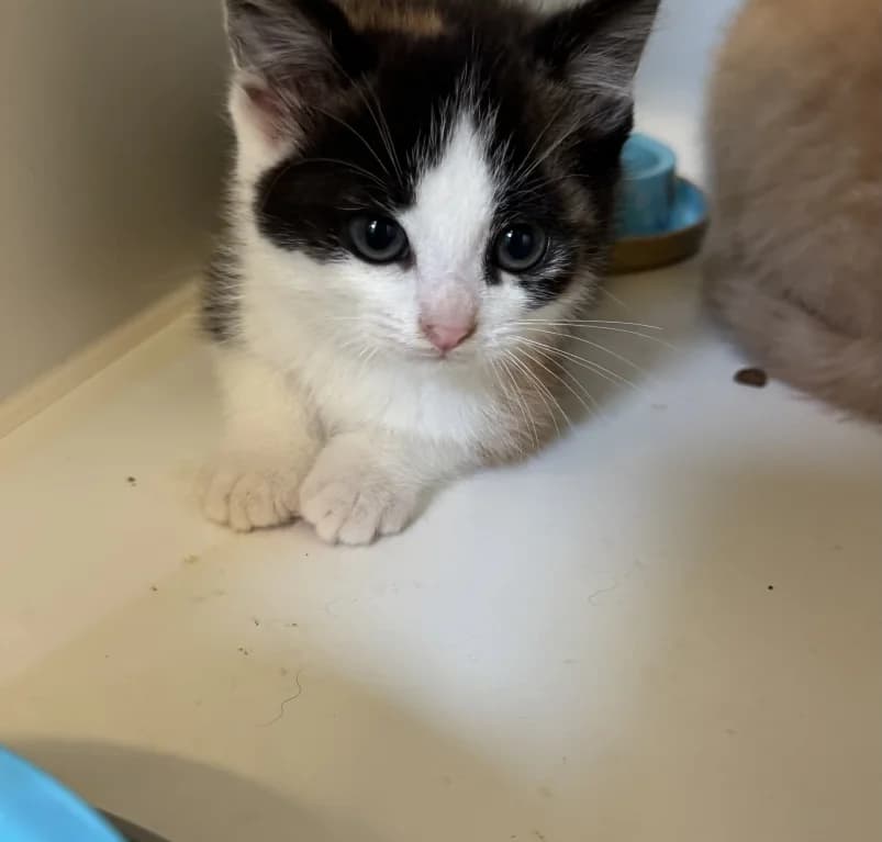 Molly, puppy European Shorthair for adoption at Dierenasiel Ganzeweide, Veurne