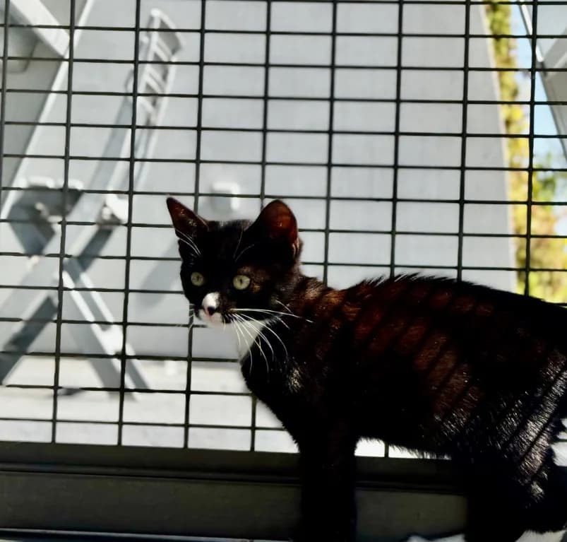 Mona,  puppy European Shorthair for adoption at Dierenasiel Ganzeweide, Veurne
