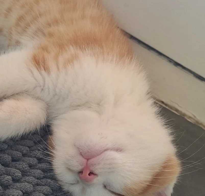 Odil,  puppy European Shorthair for adoption at Dierenasiel Ganzeweide, Veurne
