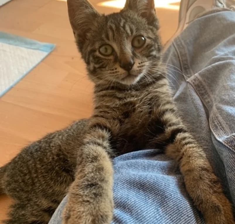 Odil,  European Shorthair for adoption at Dierenasiel Ganzeweide, Veurne