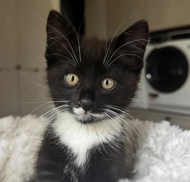Ozzy, zwart  puppy European Shorthair for adoption at Dierenasiel Ganzeweide, Veurne