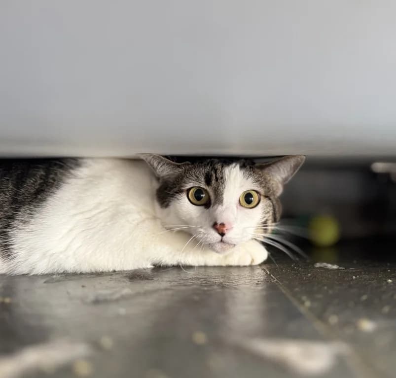Silke,  senior European Shorthair for adoption at Dierenasiel Ganzeweide, Veurne